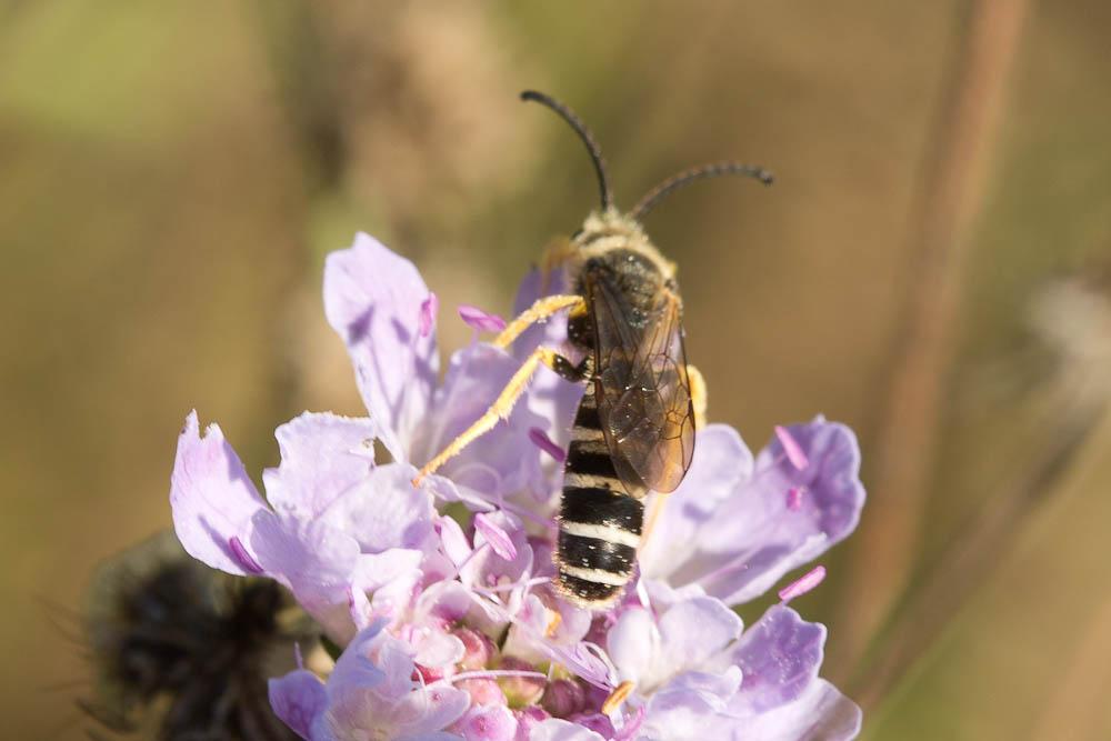 Halictus scabiosae (Rossi, 1790)