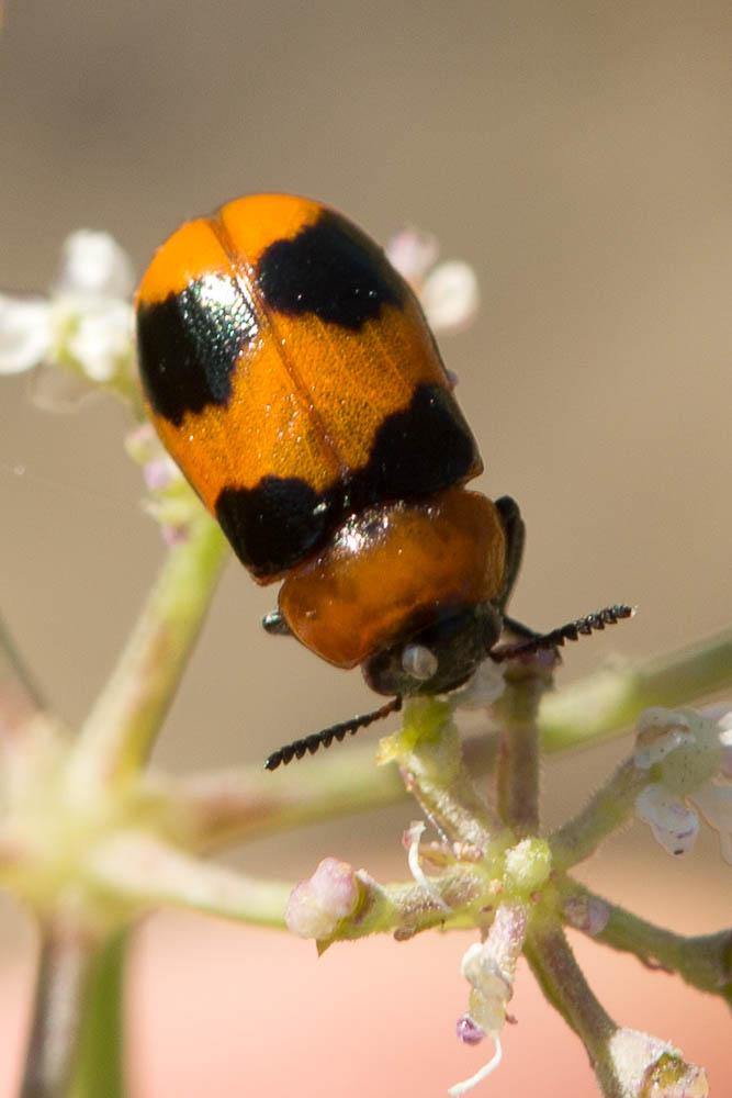  Coptocephala Chevrolat, 1836
