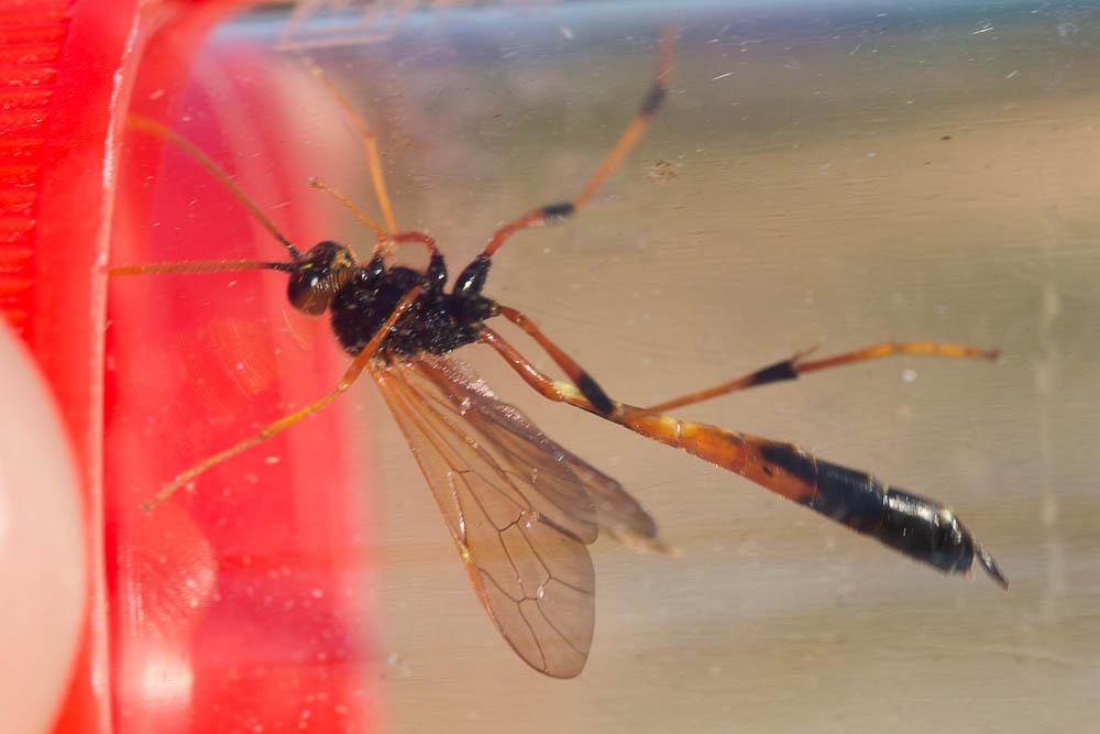 Therion circumflexum (Linnaeus, 1758)