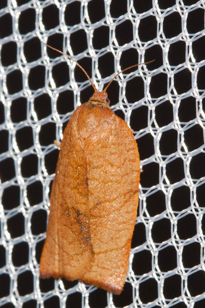  Cacoecimorpha pronubana (Hübner, 1799)