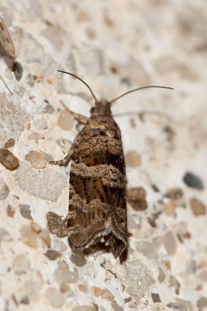  Rhopobota stagnana (Denis & Schiffermüller, 1775)