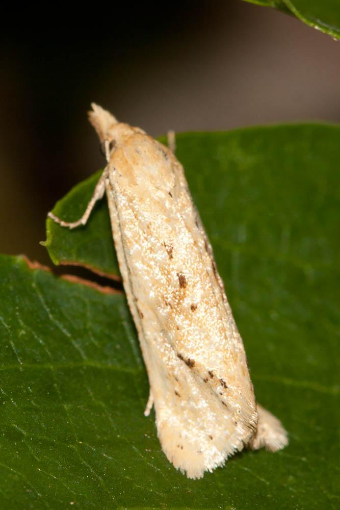  Cochylimorpha 