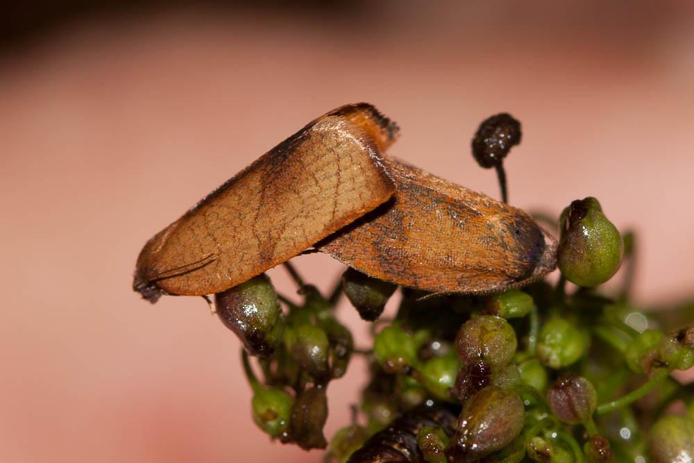  Cacoecimorpha pronubana (Hübner, 1799)