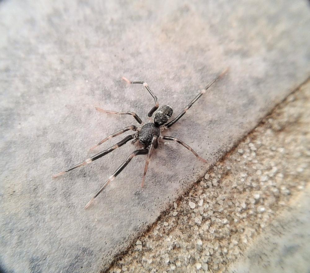 Liophrurillus flavitarsis (Lucas, 1846)