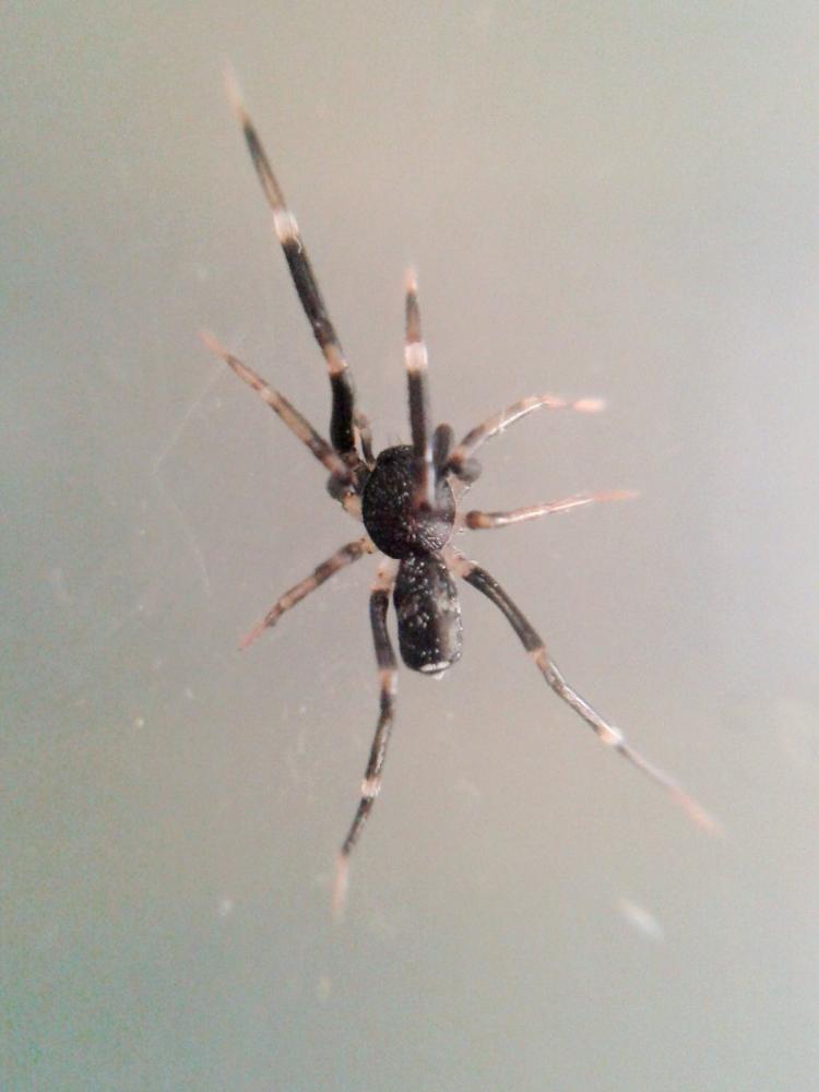 Liophrurillus flavitarsis (Lucas, 1846)