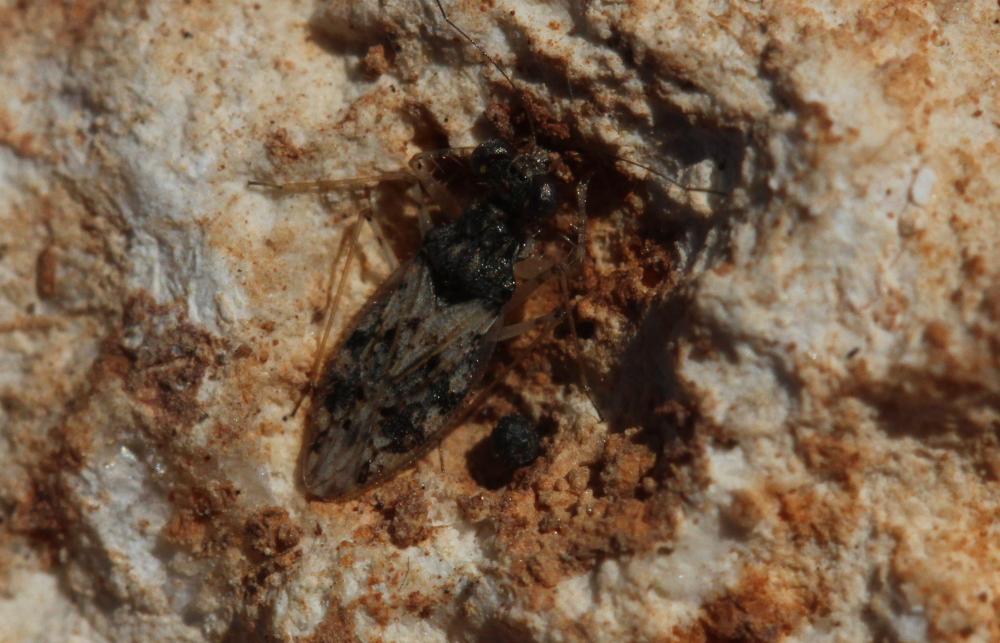 Leptopode marbré Leptopus marmoratus (Goeze, 1778)