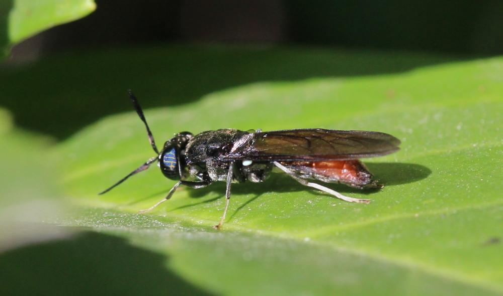  Hermetia illucens (Linnaeus, 1758)