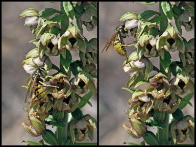 Épipactis à larges feuilles, Elléborine à larges f Epipactis helleborine (L.) Crantz, 1769