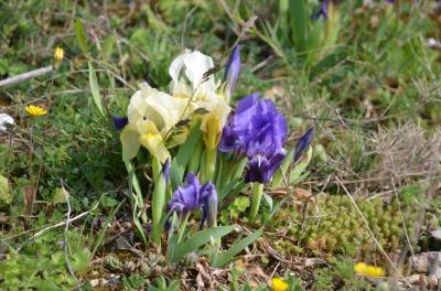 Iris jaunâtre Iris lutescens Lam., 1789