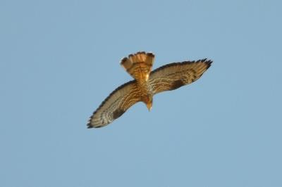 Bondrée apivore Pernis apivorus (Linnaeus, 1758)