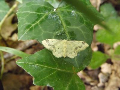 Acidalie retournée (L') Idaea trigeminata (Haworth, 1809)