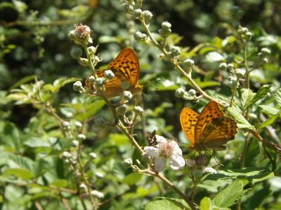Tabac d'Espagne (Le), Nacré vert (Le), Barre argen Argynnis paphia (Linnaeus, 1758)