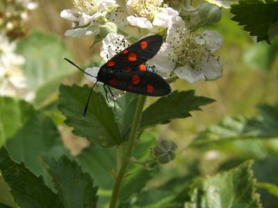 Zygène de la Coronille variée (La), Zygène de la C Zygaena ephialtes (Linnaeus, 1767)