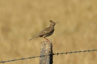 Cochevis huppé Galerida cristata (Linnaeus, 1758)
