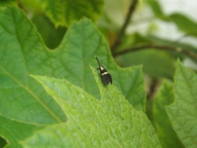  Dasycera oliviella (Fabricius, 1794)