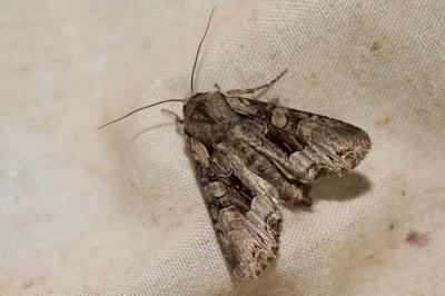 Noctuelle du Genêt (La) Lacanobia w-latinum (Hufnagel, 1766)