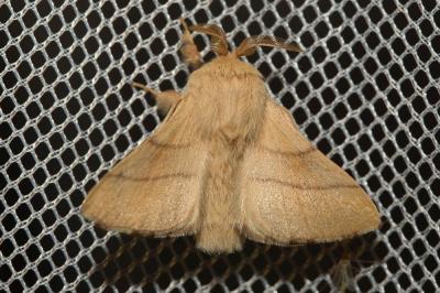 Livrée des arbres (La), Bombyx à livrée (Le) Malacosoma neustria (Linnaeus, 1758)