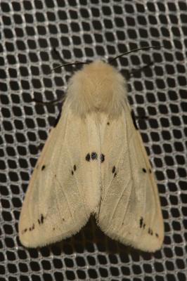Ecaille Lièvre (L') Spilarctia lutea (Hufnagel, 1766)