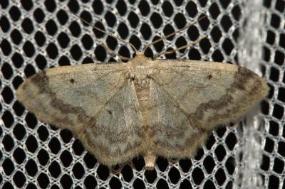 Truie (La) Idaea biselata (Hufnagel, 1767)
