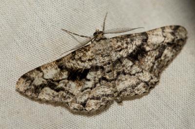 Boarmie ombrée (La) Peribatodes umbraria (Hübner, 1809)