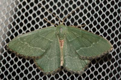 Phalène sillonnée (La) Hemithea aestivaria (Hübner, 1789)