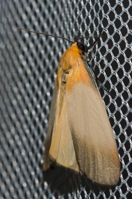 Lithosie quadrille (La) Lithosia quadra (Linnaeus, 1758)