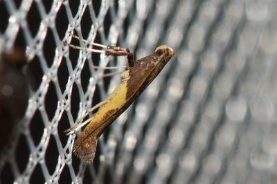  Caloptilia fidella (Reutti, 1853)
