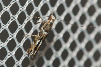  Acrocercops brongniardella (Fabricius, 1798)