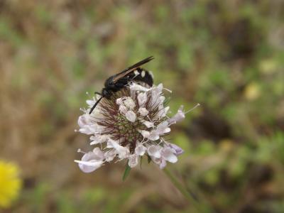  Scolia sexmaculata (O.F. Müller, 1766)