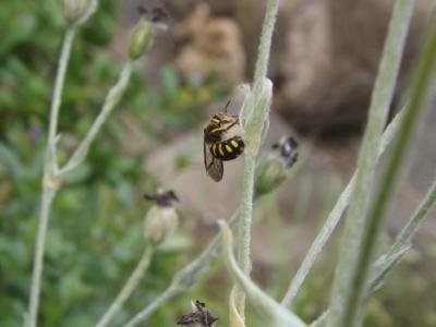  Anthidium Fabricius, 1804