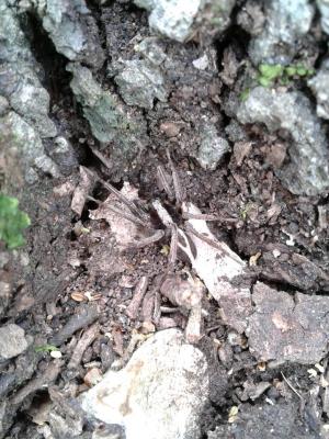  Alopecosa albofasciata (Brullé, 1832)