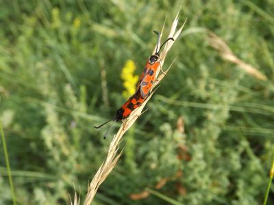  Zygaena hilaris Ochsenheimer, 1808
