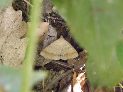Herminie plumeuse (L') Zanclognatha lunalis (Scopoli, 1763)