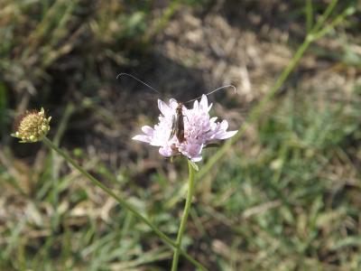  Nemophora raddaella (Hübner, 1793)