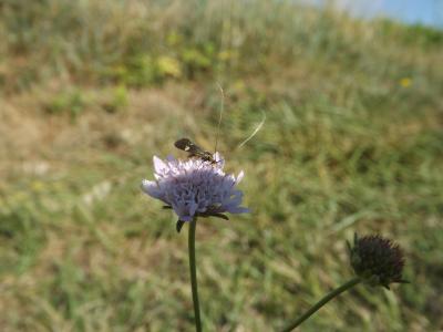  Nemophora raddaella (Hübner, 1793)
