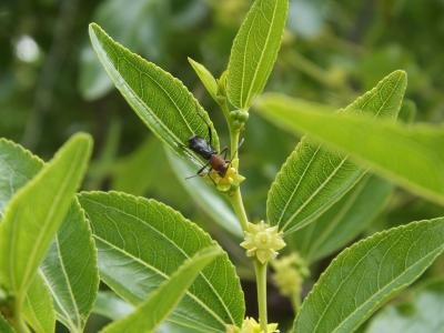 Chlorophorus ruficornis (Olivier, 1790)