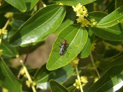  Chlorophorus ruficornis (Olivier, 1790)