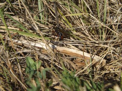  Dasypogon diadema (Fabricius, 1781)