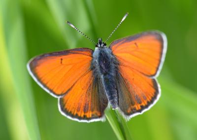 Cuivré écarlate (Le) Lycaena hippothoe (Linnaeus, 1760)