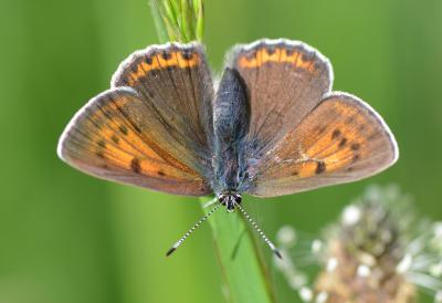 Cuivré écarlate (Le) Lycaena hippothoe (Linnaeus, 1760)
