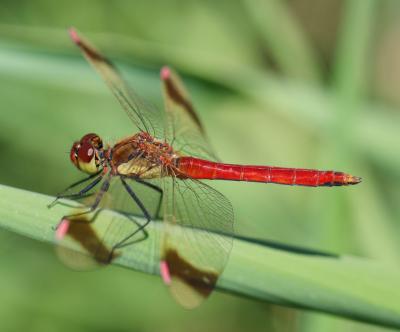 Sympétrum du Piémont (Le) Sympetrum pedemontanum (O.F. Müller in Allioni, 1766)