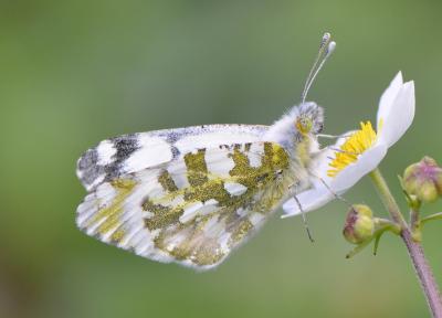 Piéride du Simplon (La), Piéride de la Roquette (L Euchloe simplonia (Freyer, 1829)