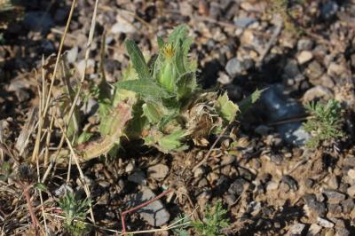 Cnicaut béni Centaurea benedicta (L.) L., 1763
