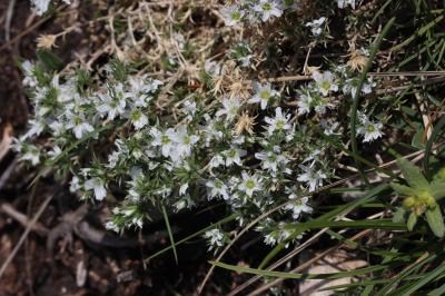 Sabline à fleurs en têtes Arenaria aggregata (L.) Loisel., 1827