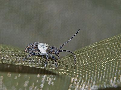  Pogonocherus hispidulus (Piller & Mitterpacher, 1783)