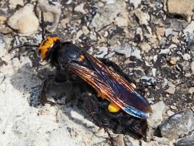 Megascolia maculata flavifrons (Fabricius, 1775)