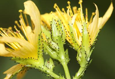 Millepertuis des montagnes Hypericum montanum L., 1755