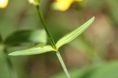 Millepertuis des montagnes Hypericum montanum L., 1755