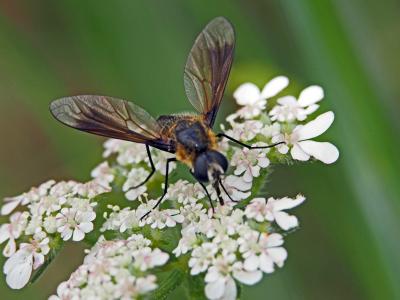  Lomatia belzebul (Fabricius, 1794)