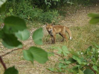 Renard roux Vulpes vulpes (Linnaeus, 1758)